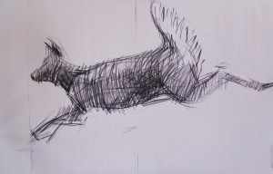 Gesture drawing of a running deer by Jacqueline Perry, charcoal on newsprint, 2013